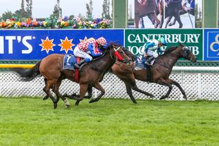 Residential (NZ) led all the way in the Group 3 South Island Thoroughbred Breeder's Stakes. Photo: Race Images South